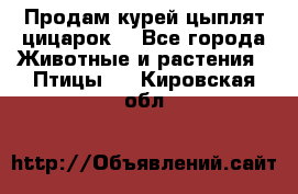 Продам курей цыплят,цицарок. - Все города Животные и растения » Птицы   . Кировская обл.